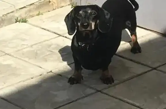 Пропала такса: Бор, турбаза «Юность»