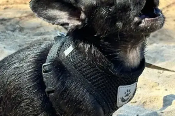 Собаки потеряшки, Волгоград, фото: Потеряшка собака, Удмуртская ул., 21, Волгоград