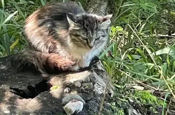 Найдена кошка, Одинцово, ул. Говорова 18/1