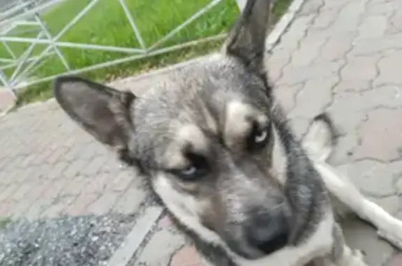 Собаки потеряшки, Красноярск, фото: Потеряшка собака, видели на Мичурина 2Ж