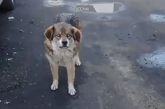 Собака найдена: Лианозовский пр., 8А