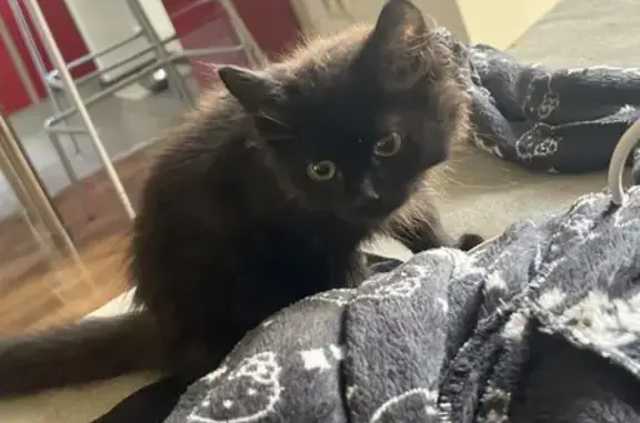 Найдена черная кошка, ул. Доваторцев 37/2