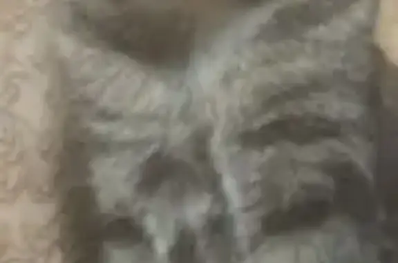 Кошки потеряшки, Новокузнецк, фото: Потеряшка кошка, ул. Ермака, 18, Новокузнецк