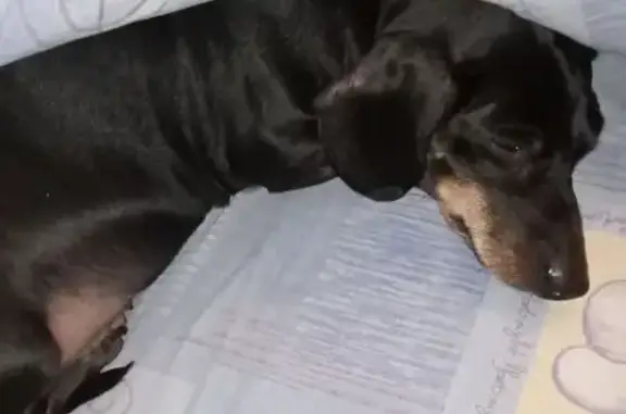 Потерянные животные Юрьев-Польский, фото: Пропала собака, ул. 1 Мая, Юрьев-Польский