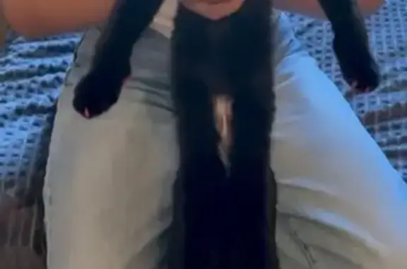 Кошки потеряшки, Новороссийск, фото: Потеряшка кошка, Мысхакское шоссе, 50А