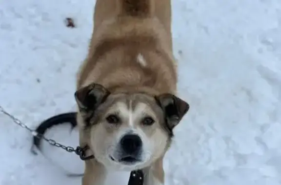 Собаки потеряшки, , фото: Потеряшка собака, Р-243, Зебляковское СП