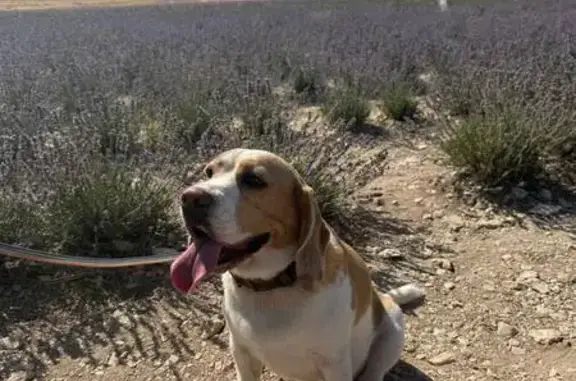 Собаки потеряшки, Чехов, фото: Потеряшка собака, Уездная ул., Чехов