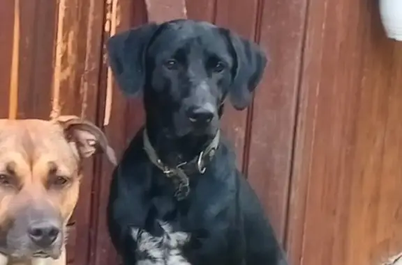 Найдена собака, Московская область, фото: Найдена собака, Новая, МО