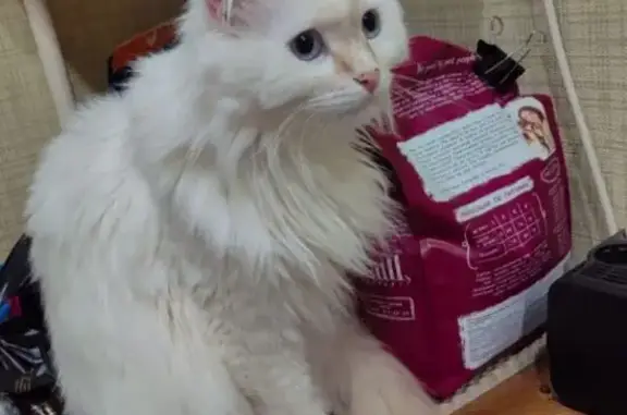 Кошки потеряшки, Нижнекамск, фото: Потеряшка кошка, пр. Вахитова 17, Нижнекамск