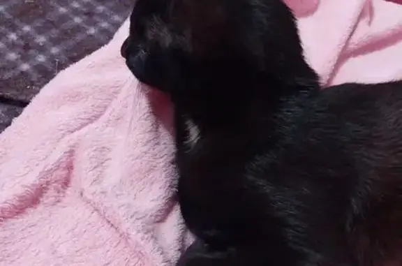 Найдена кошка, Ульяновск, фото: Котёнок найден, Оренбургская 3А, Ульяновск