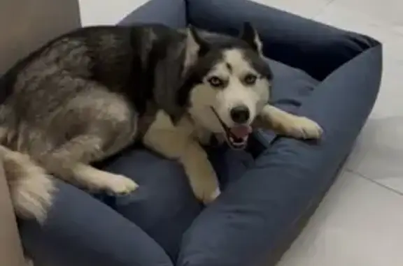 Собаки потеряшки, Московская область, фото: Потеряшка хаски, Дмитров, Игнатовка 12