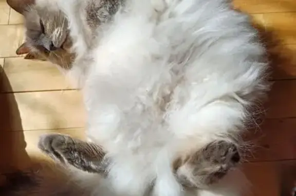 Кошки потеряшки, Рыбинск, фото: Потеряшка кошка, Сосновый пер., 16, Рыбинск