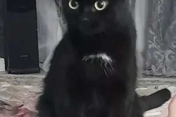 Потерянные животные , фото: Пропала кошка, Весенняя ул. 7, Фролы