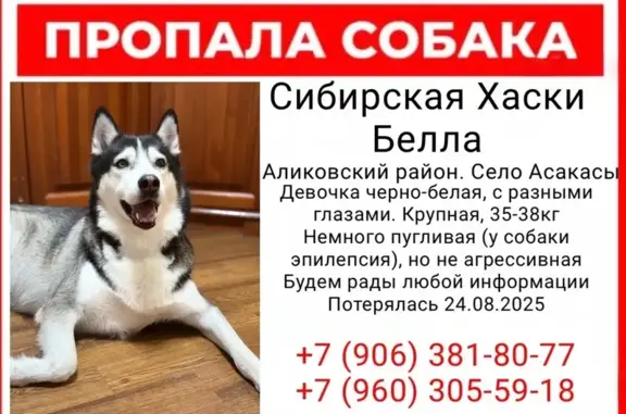 Пропала хаски, Чувашия