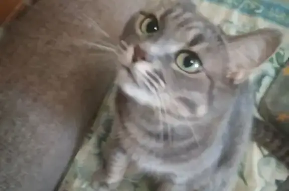 Кошки потеряшки, Великий Новгород, фото: Потеряшка кошка, Московская ул. 12, В. Новгород