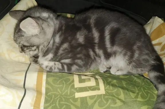 Найдена кошка, улица Толмачёва, 81