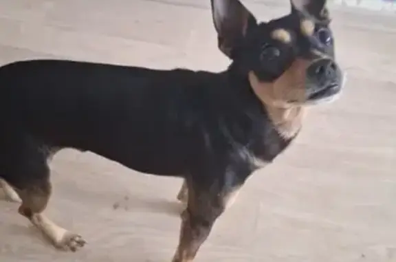 Найдена собака, , фото: Собака найдена у машин, Саратовская ул.