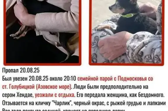 Пропала собака на ст. Голубицкой, 20.08