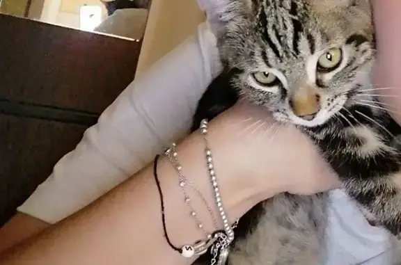 Пропала кошка, Крестьянская 9В, Анапа