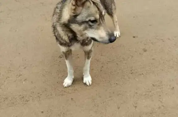 Найдена собака, Старая Малукса, фото: Собака найдена: 41К-124, Ст. Малукса