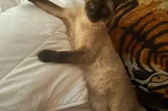 Пропала кошка, Советская ул. 15, Щепкин