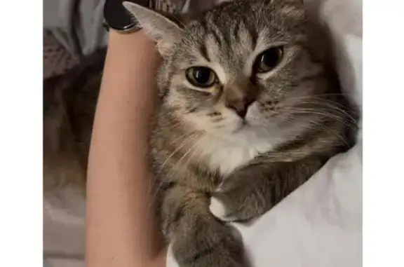 Кошки потеряшки, Тула, фото: Потеряшка кошка, Октябрьская 217 к1, Тула