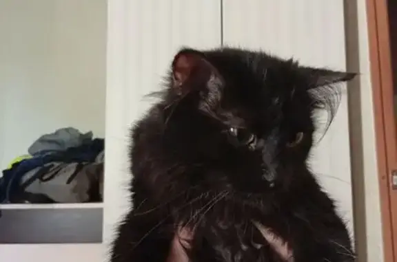 Кошка найдена: Красноармейский пр., 19, Тула