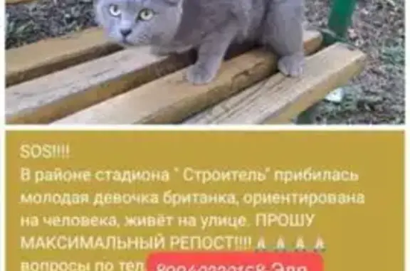 Найдена кошка, Владивосток, фото: Кошка найдена: Светланская 11, Владивосток