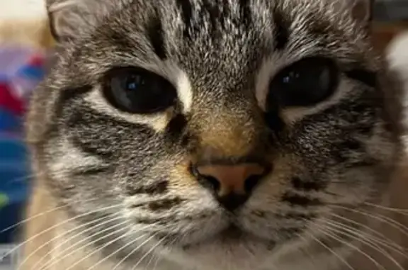 Пропала кошка в Егорьевске, МО