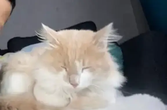 Кошки потеряшки, Миловка, фото: Потеряшка кошка, Миловка, Башкортостан