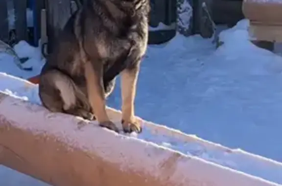 Собаки потеряшки, Куда, фото: Потеряшка собака, Дорожная ул., Куда