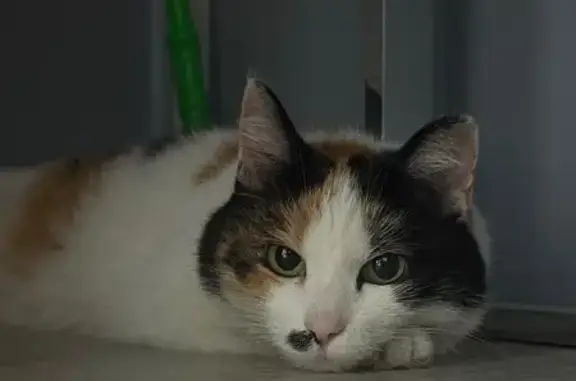 Найдена кошка, Екатеринбург, фото: Трехцветная кошка найдена: Хуторская ул.