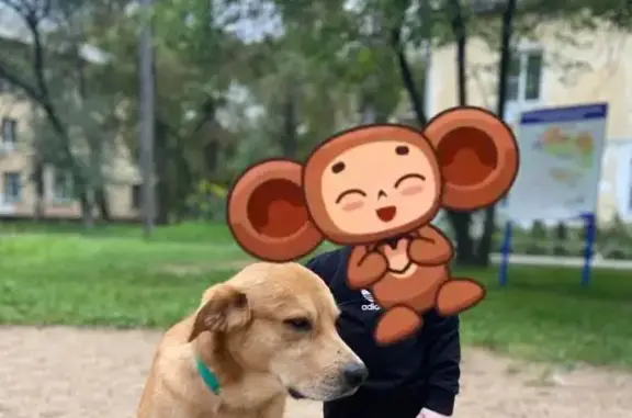 Пропала собака на Белорусской, 58, Хабаровск