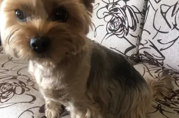 Собака найдена в Чалне, Карелия