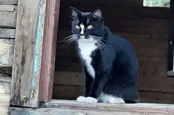 Пропала кошка, Приморский край