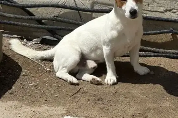 Собаки потеряшки, Волгоград, фото: Потеряшка собака на Белостокской, 14