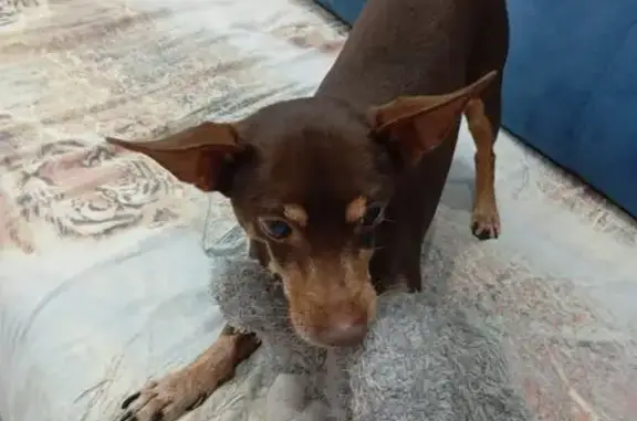 Найдена собака, Усолье-Сибирское, фото: Собака найдена: ул. Розы Люксембург, 25