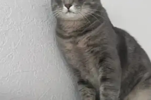 Пропала кошка, ул. Фрунзе, Ялуторовск