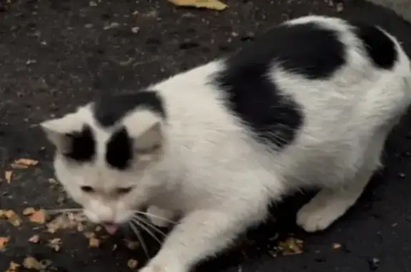 Кошка найдена: Москва, Федеративный пр., 5к1