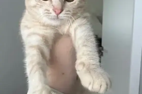 Кошка найдена: Братская ул., 2, Пермь