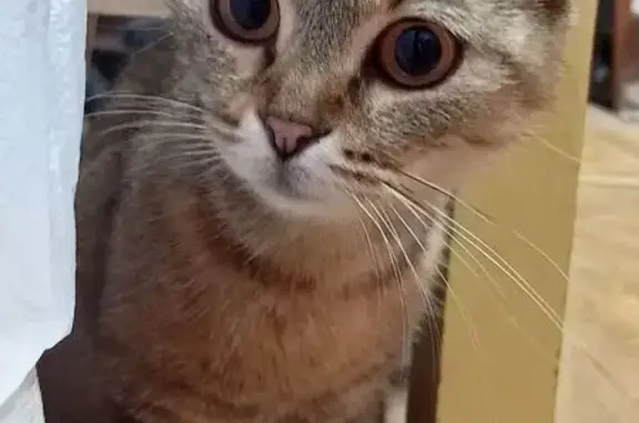 Кошка найдена: Львовская, 29, Н. Новгород