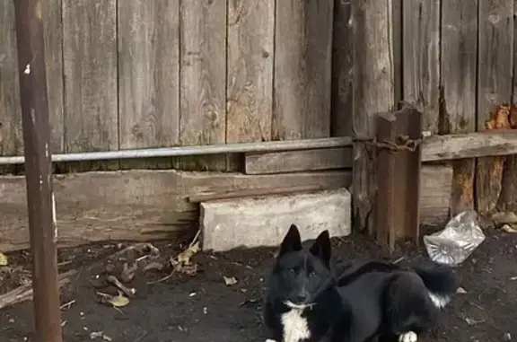 Собаки потеряшки, Воронеж, фото: Потеряшка собака, пер. Героев Революции, Воронеж