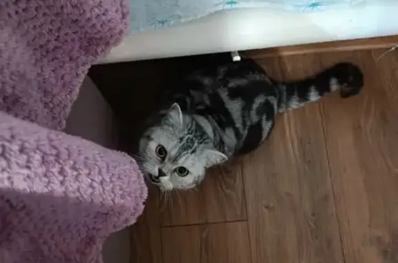 Кошки потеряшки, , фото: Потеряшка кошка, Деловая ул., 38, Ижевск