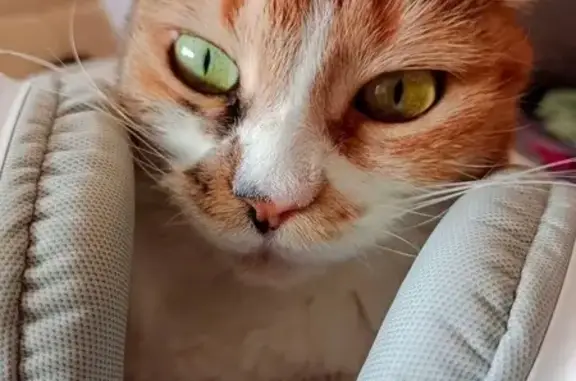 Пропала кошка, Солнечная ул., 705