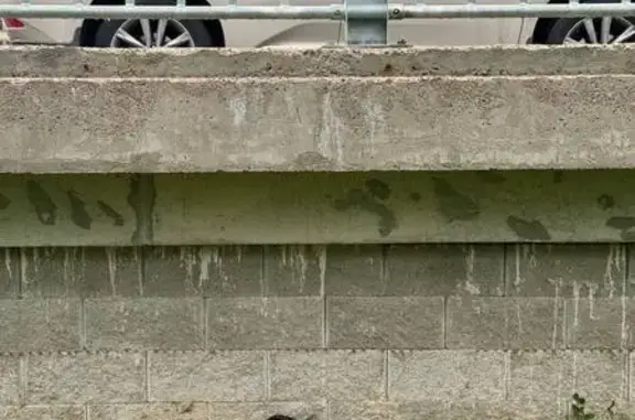 Кошка найдена в эко-парке, ул. Плесецкая