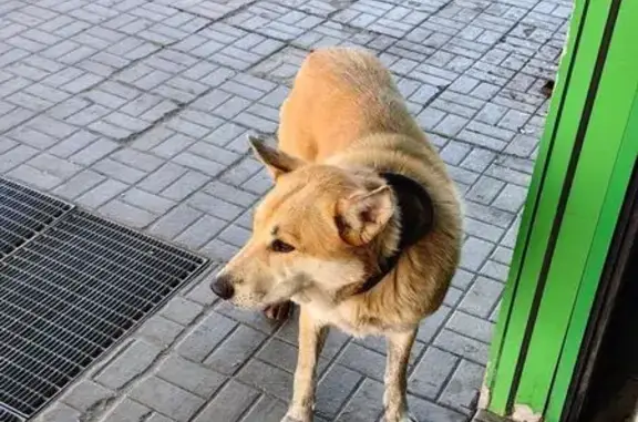 Собака найдена: Родниковая ул, 4, Голубое