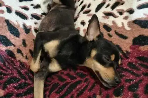 Найдена собака, Сакмара, фото: Собака найдена, Садовая ул., Сакмара