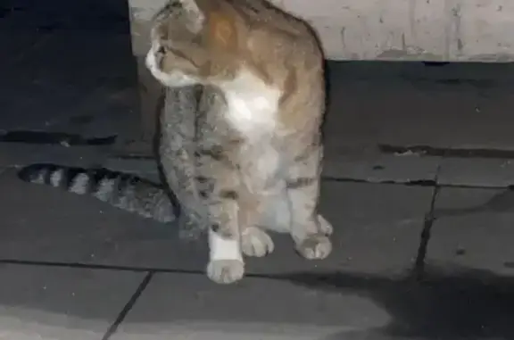 Кошка найдена у парка Торфянка, Осташковская 3