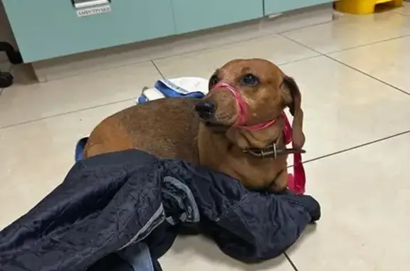 Найдена собака, , фото: Такса найдена: ул. Стройкова, Рязань