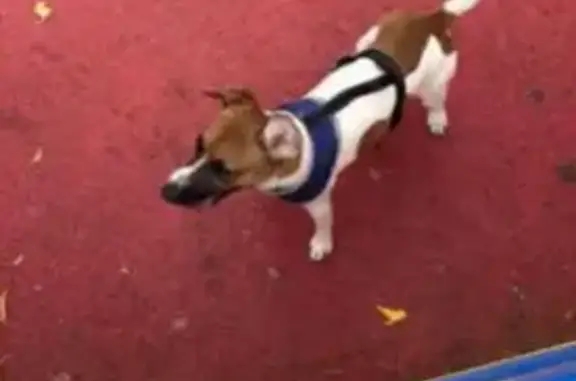 Собака найдена у кафе на Шаболовке, 31